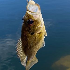 Meet your Posher, Callum